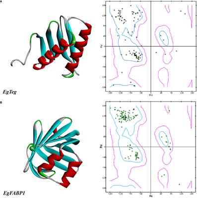 Design of a Novel Multi-Epitope Vaccine Against Echinococcus granulosus in <mark class="highlighted">Immunoinformatics</mark>
